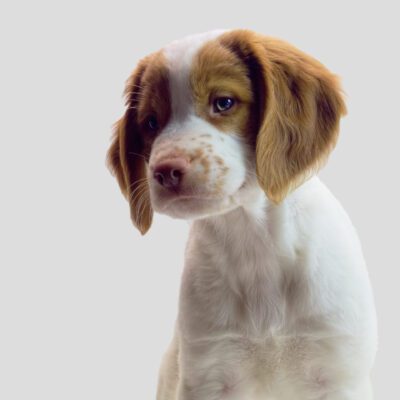 Brittany Dog
