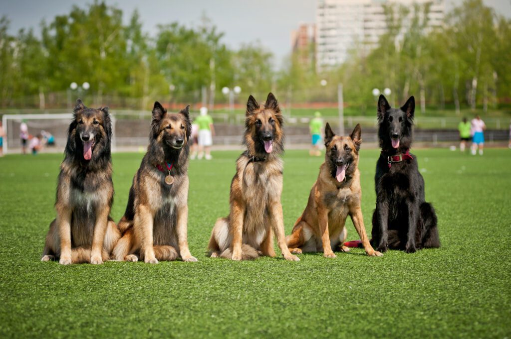 How to Adopt a Belgian Shepherd