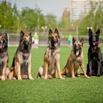 Belgian Shepherd