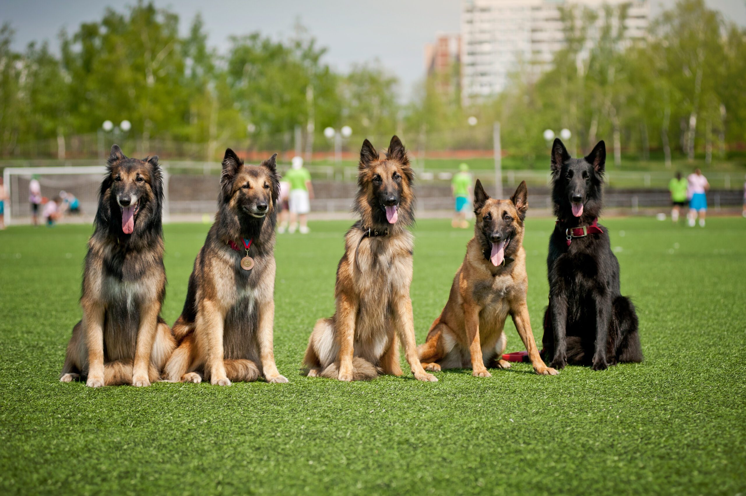 Belgian Shepherd Adoption Guide