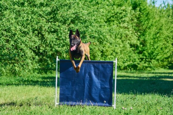 Belgian Shepherd Jumping Over Agility Obstacle