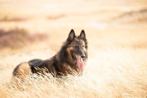 Belgian Shepherd Relaxing In Tall Grass