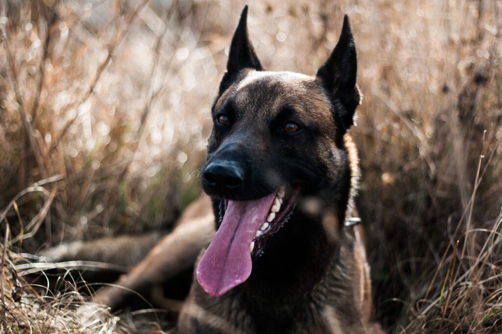 Belgian Shepherd Relaxing With Tongue Out In Grass