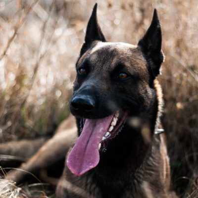 Belgian Shepherd