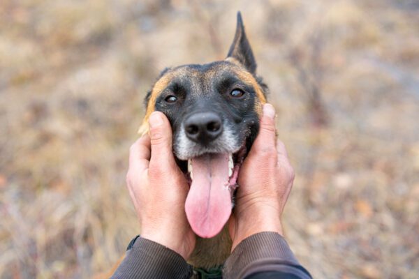 Belgian Shepherd Smiling With Tongue Out In Close Up