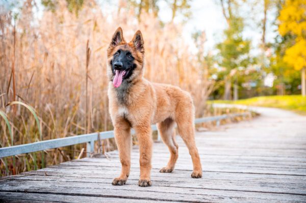 Belgian Shepherd Standing Proudly On Wooden Path