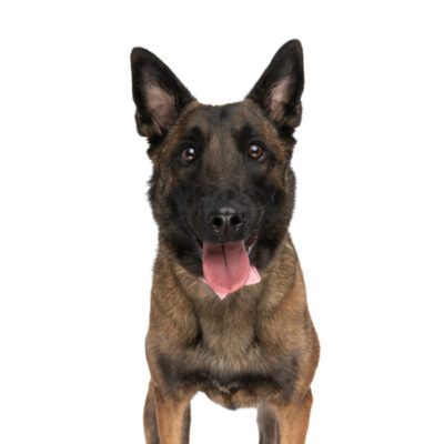 Belgian Shepherd