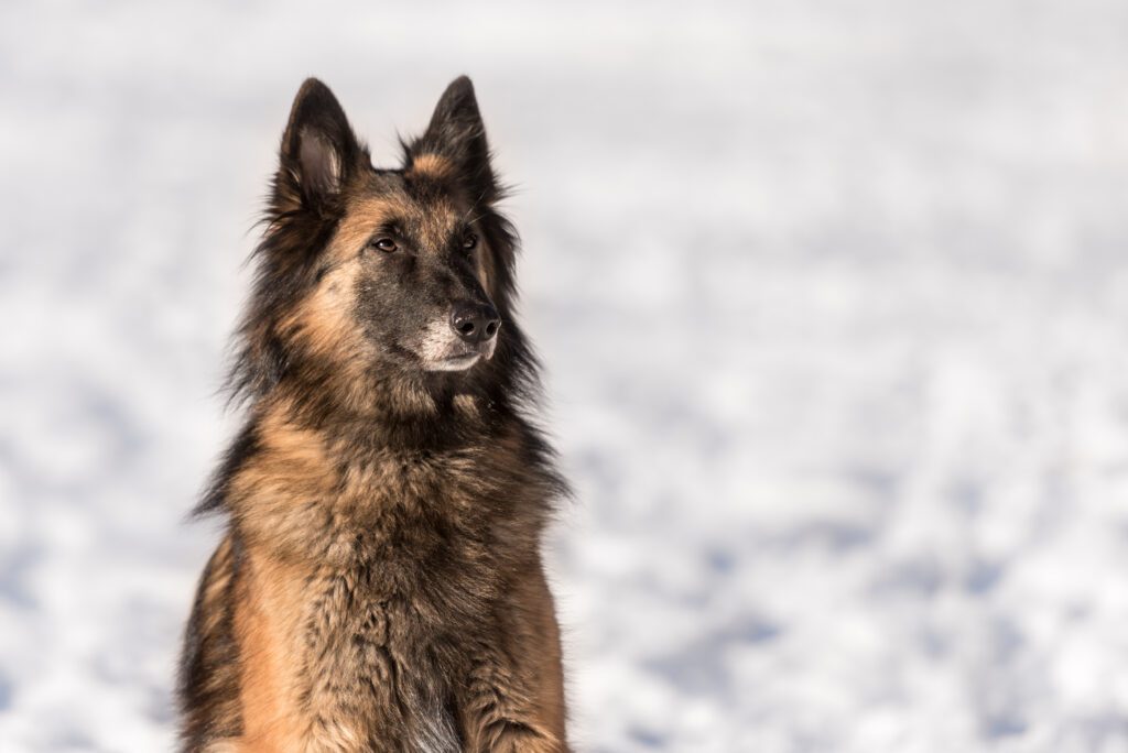 Belgian Tervuren Looking Attentively In Portrait