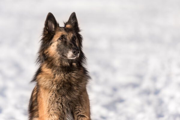Belgian Tervuren Looking Attentively In Portrait