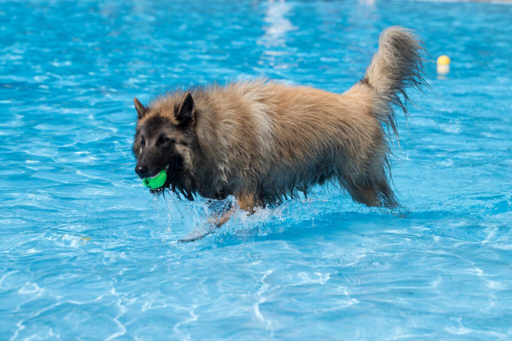 Belgian Tervuren Playing In Water With Toy