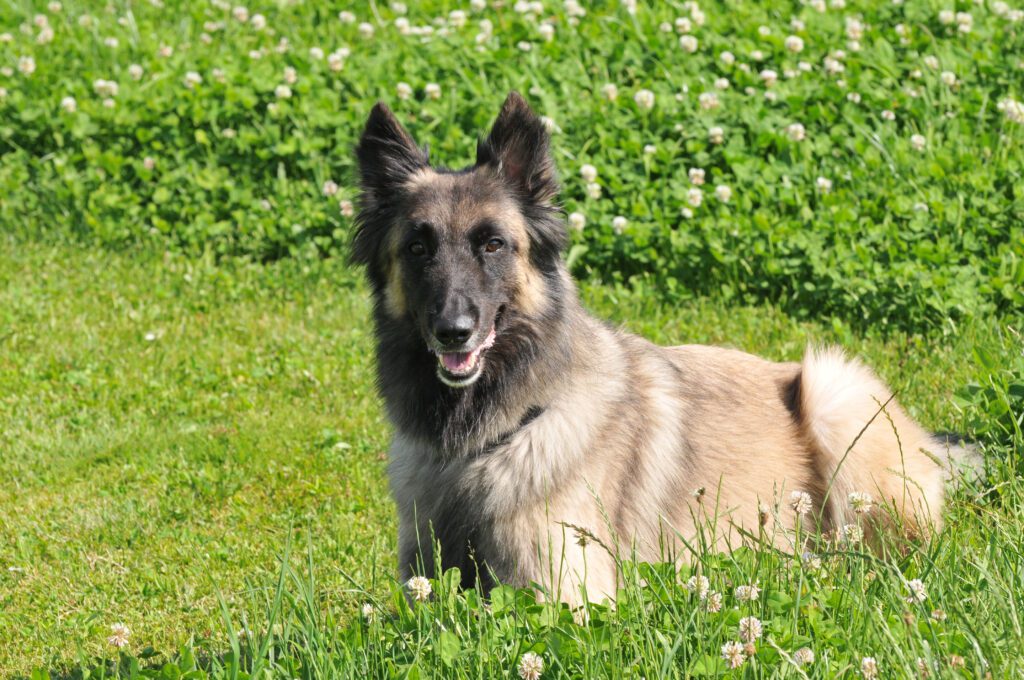 How to Adopt a Belgian Tervuren