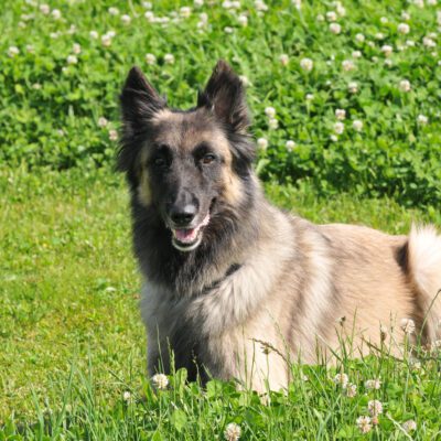 Belgian Tervuren