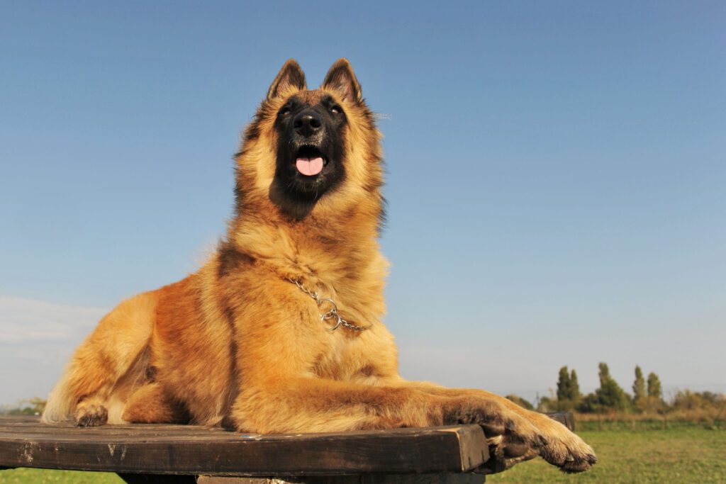 Belgian Tervuren Resting Proudly On Wooden Platform