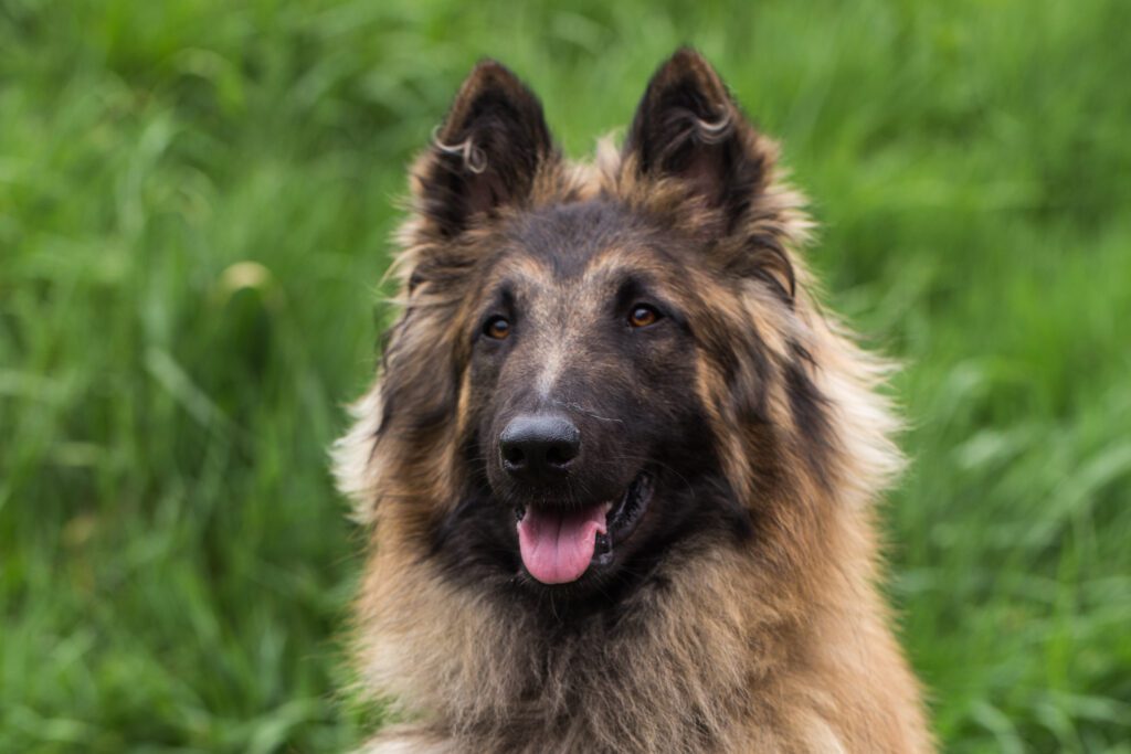 Belgian Tervuren Smiling Portrait In Green Grass
