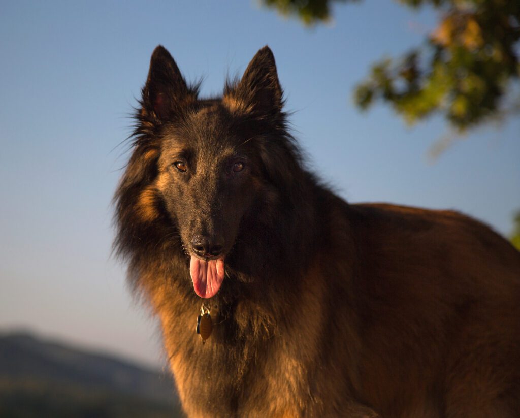 Belgian Tervuren Standing Alert During Golden Hour