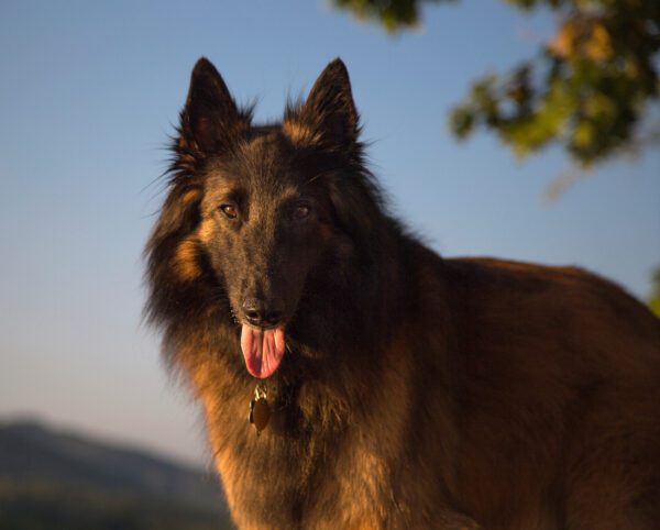 Belgian Tervuren Standing Alert During Golden Hour