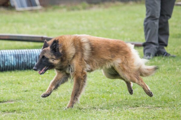 Belgian Tervuren Walking Alert Across Field