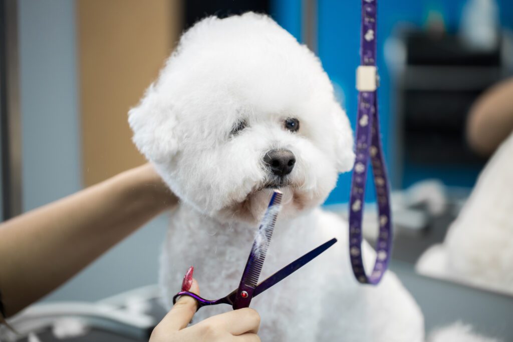 Bichon Frise Being Groomed At Pet Salon