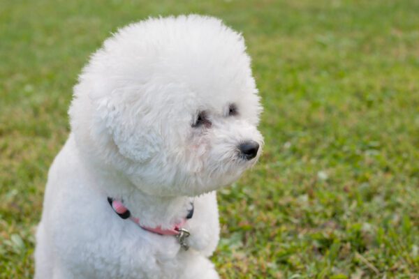 Bichon Frise Looking Calmly To The Side Outdoors