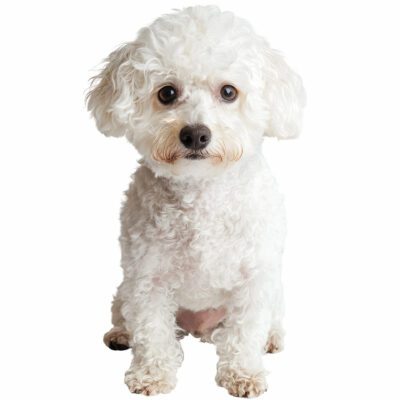 Bichon Frise