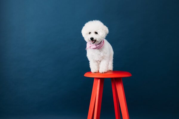 Bichon Frise Puppy Sitting On Red Stool