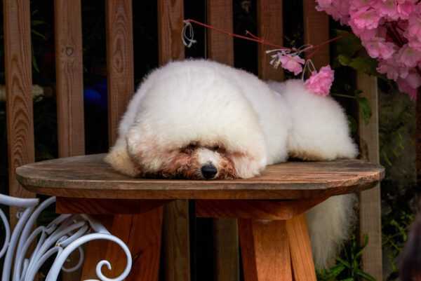 Bichon Frise Resting On Wooden Bench