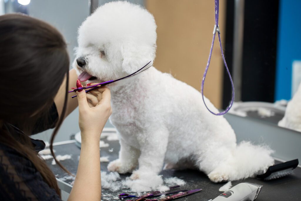 Bichon Frise Sitting Patiently During Grooming