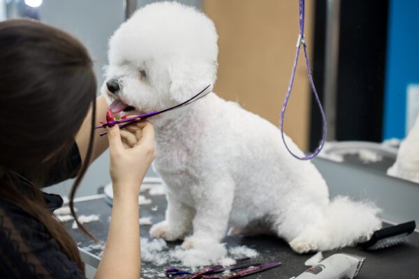 Bichon Frise Sitting Patiently During Grooming