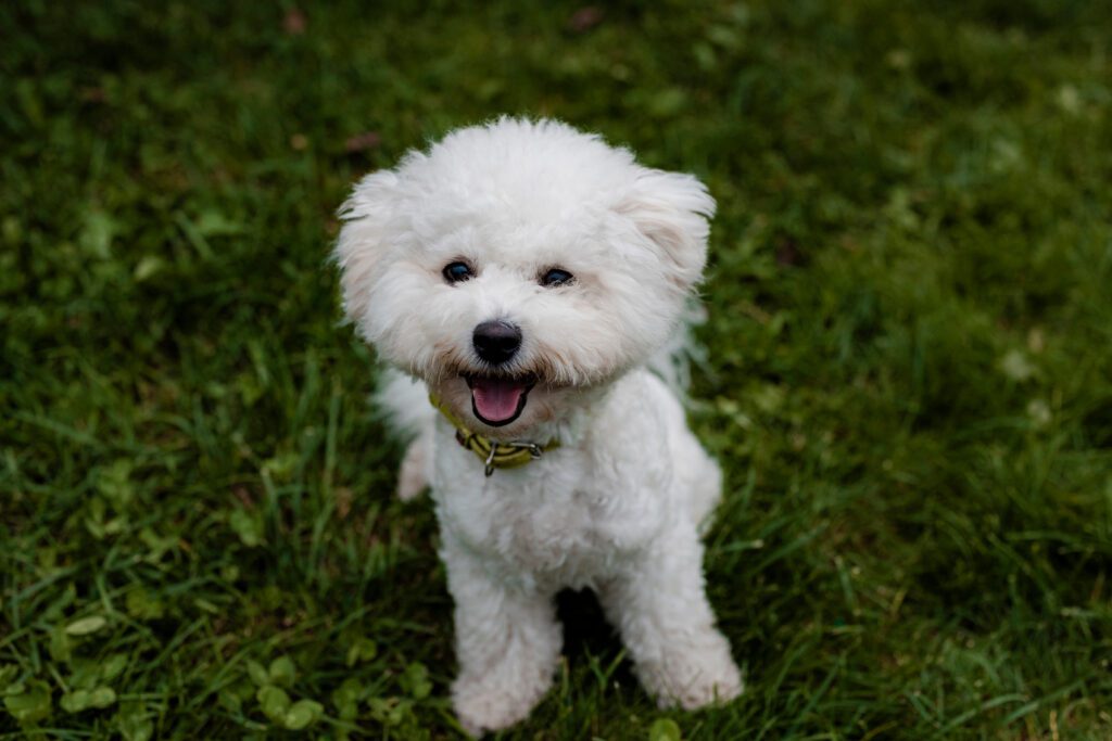 Bichon Frise Smiling Happily In Green Grass