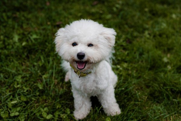 Bichon Frise Smiling Happily In Green Grass