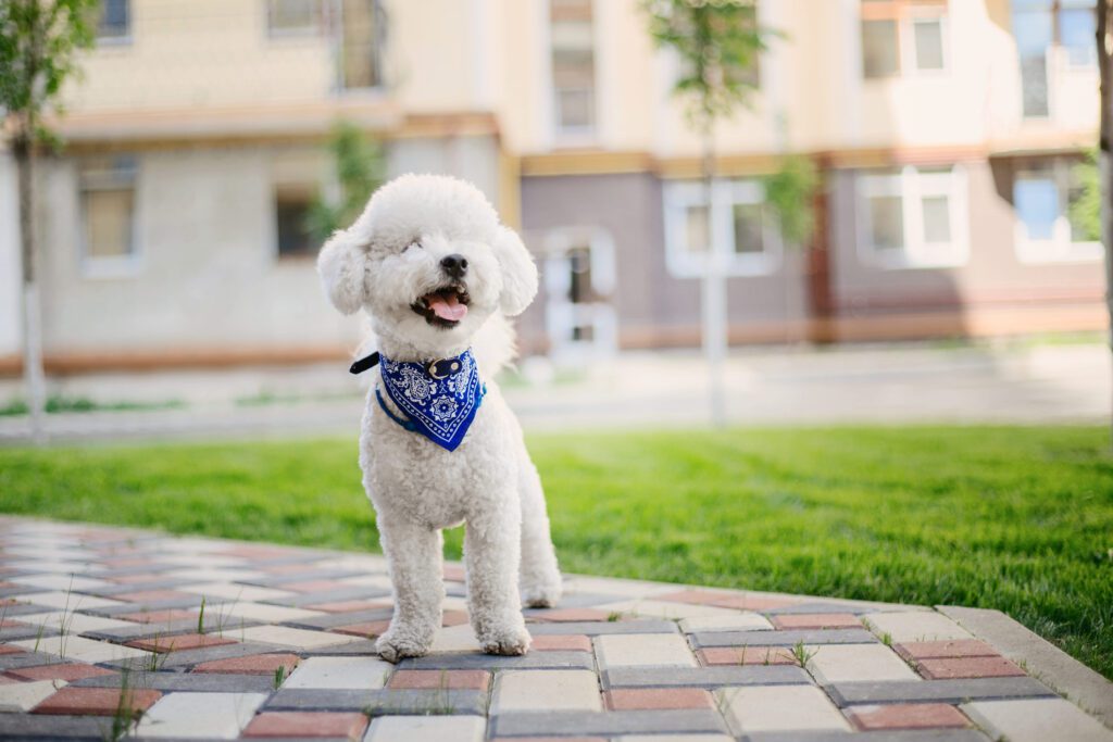 How to Adopt a Bichon Frise