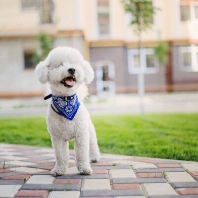 Bichon Frise