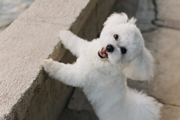 Bichon Frise Standing Playfully On Hind Legs