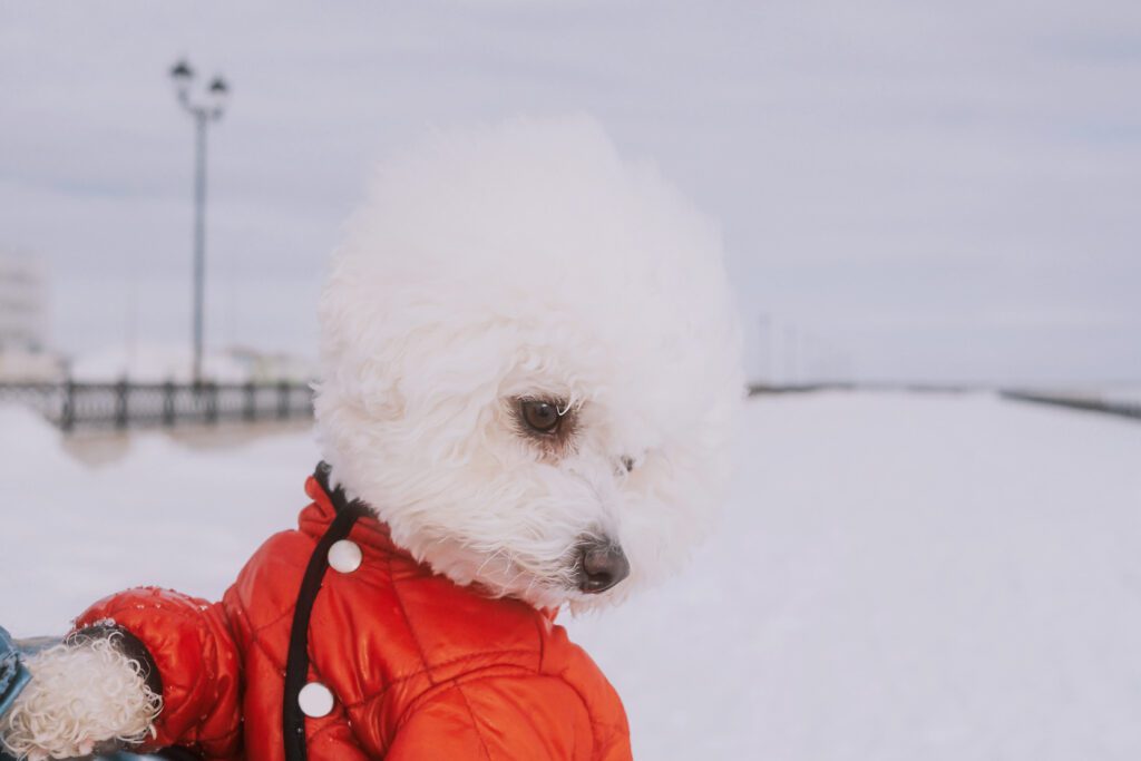 Bichon Frise Wearing Red Jacket In Winter
