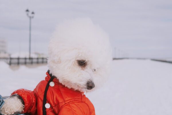Bichon Frise Wearing Red Jacket In Winter