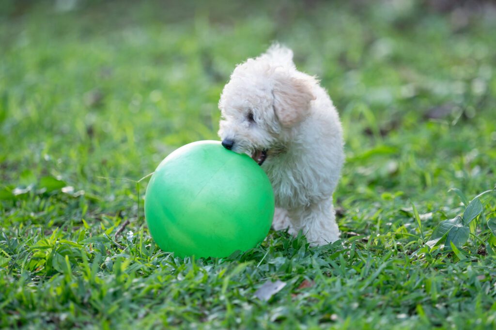 Bichon Poodle Puppy Playing With Green Ball On Grass