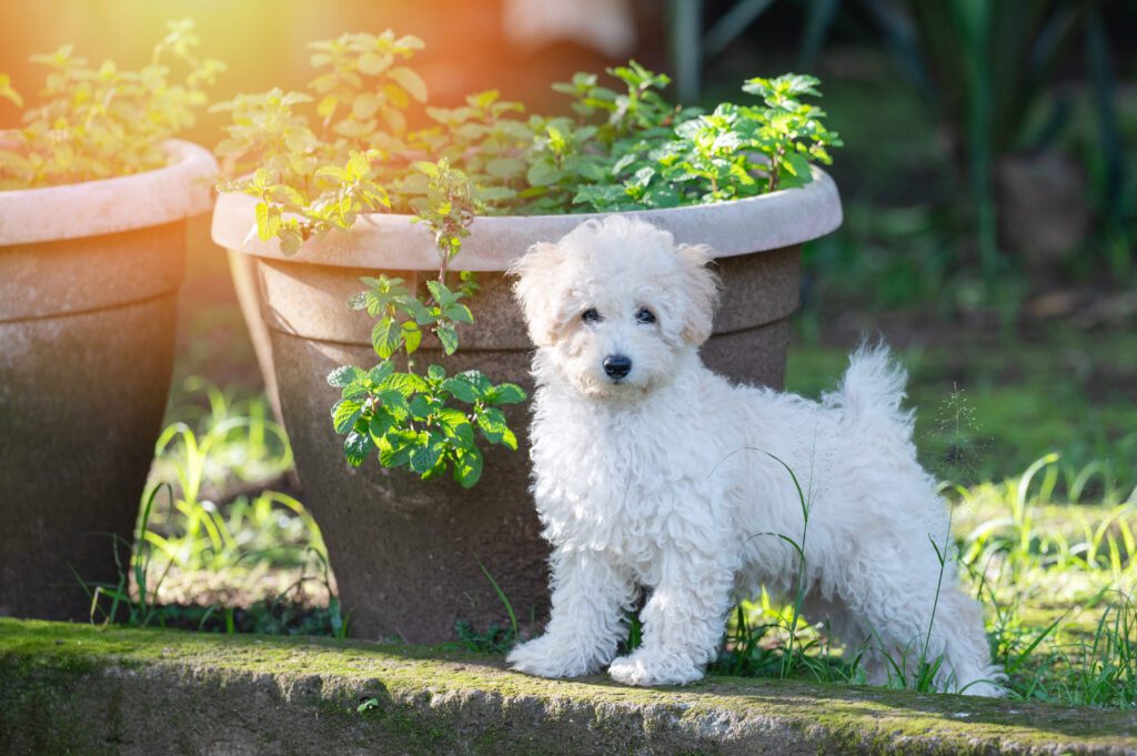 Bichon Poodle Puppy Sitting Beside Garden Pot