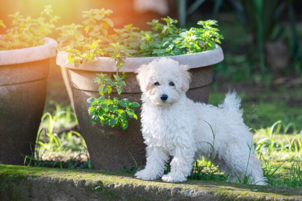 Bichon Poodle Puppy Sitting Beside Garden Pot