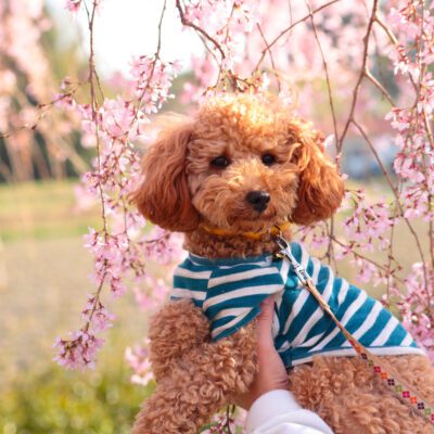 Bichon Poodle