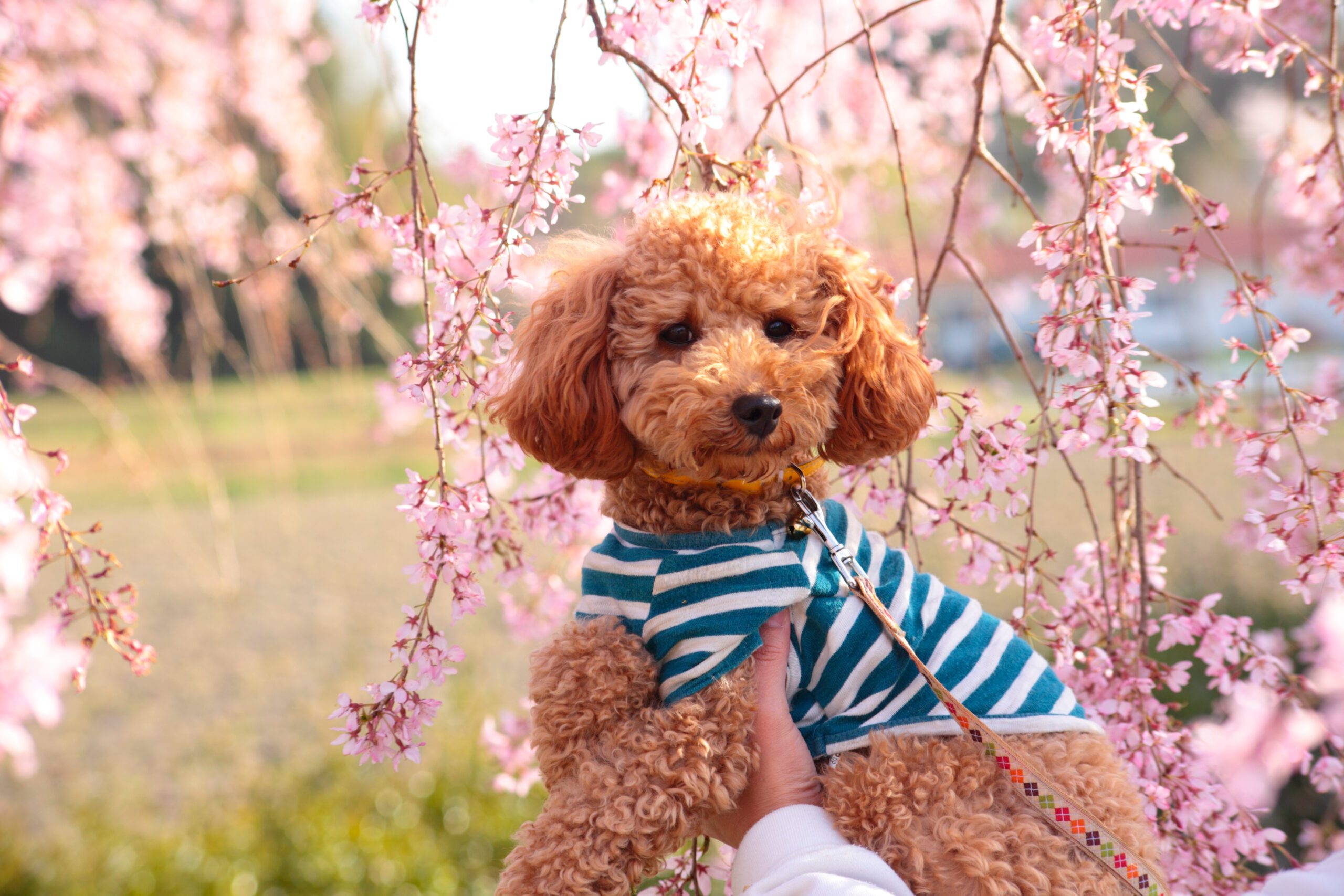Bichon Poodle Adoption Guide