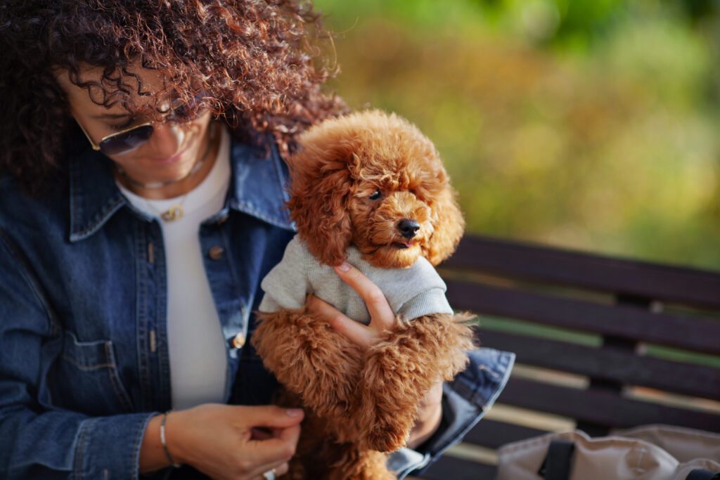 Bichon Poodle Sitting With Owner On Park Bench