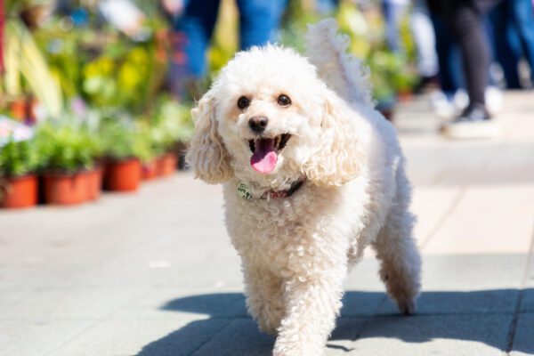 Bichon Poodle Walking Happily Outdoors