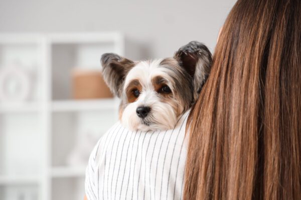 Biewer Terrier Being Held By Owner