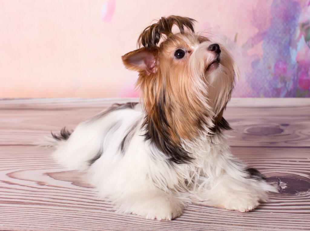 Biewer Terrier Lying On Wooden Floor Looking Up