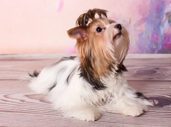 Biewer Terrier Lying On Wooden Floor Looking Up