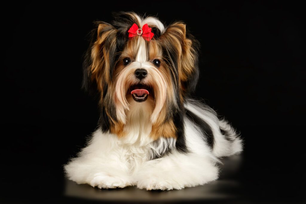 Biewer Terrier Portrait With Red Bow
