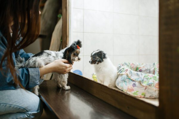 Biewer Terrier Puppy Meeting Another Puppy Through Glass While Held By Woman
