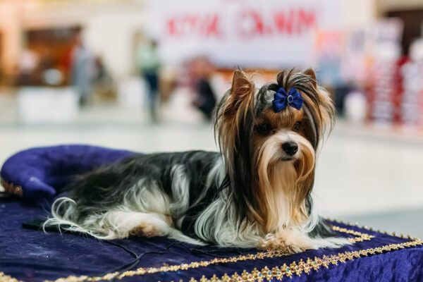 Biewer Terrier Resting On Purple Cushion At Dog Show