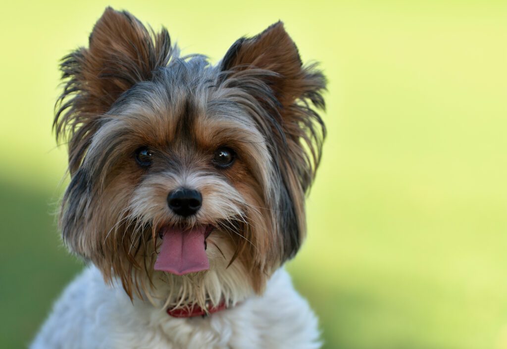 Biewer Terrier Smiling Close Up Portrait