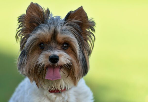 Biewer Terrier Smiling Close Up Portrait